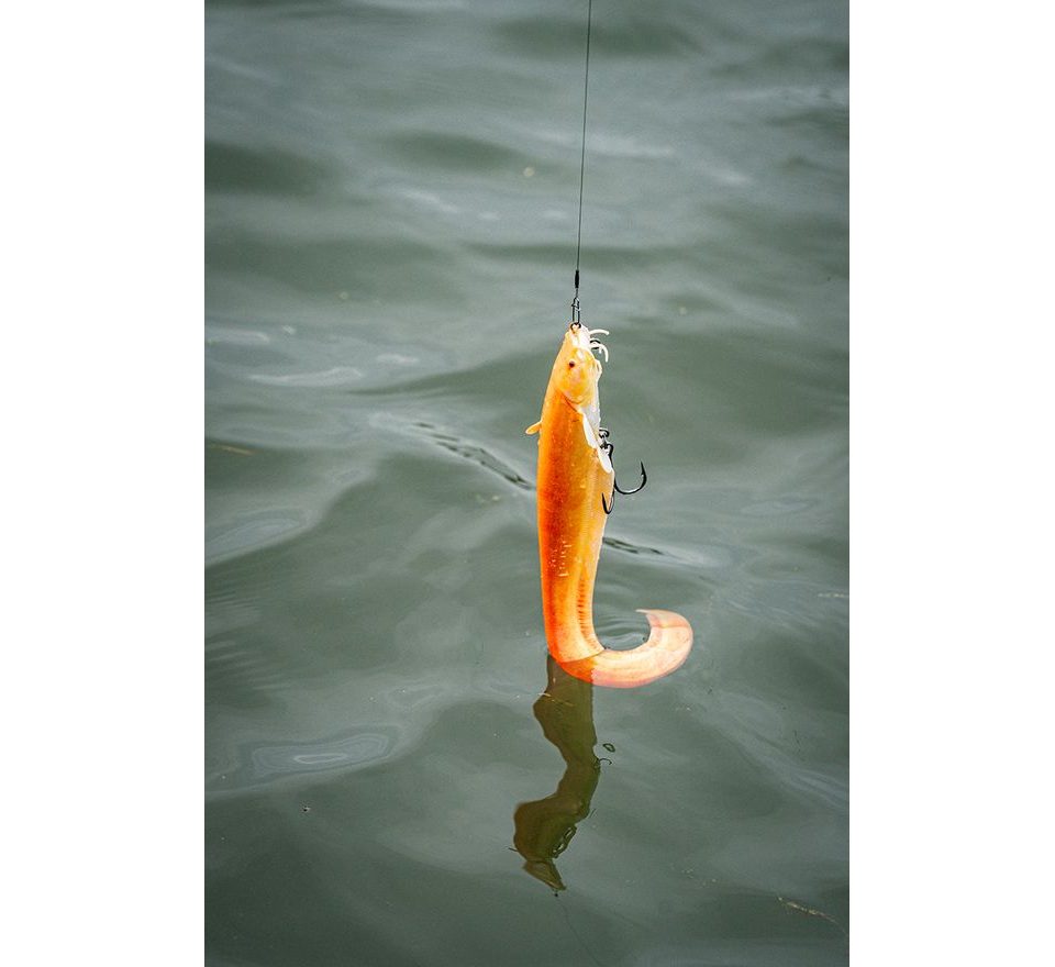 Fox Rage Gumová nástraha Ultra Realistic Replicant Catfish Golden Wels