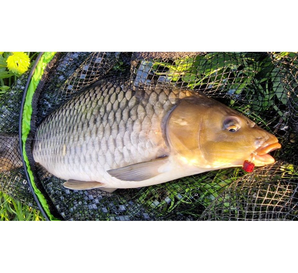 Chytil Feeder peletky s dierou 8mm 30g