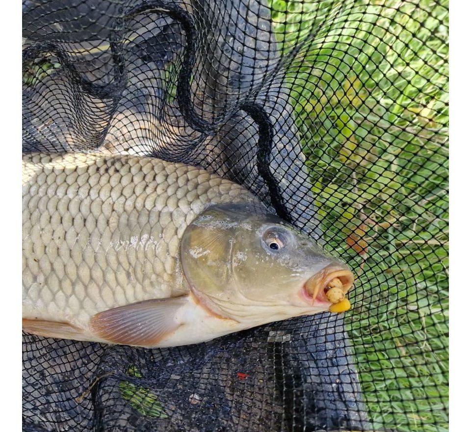 Chytil Vařený tygří ořech 250g