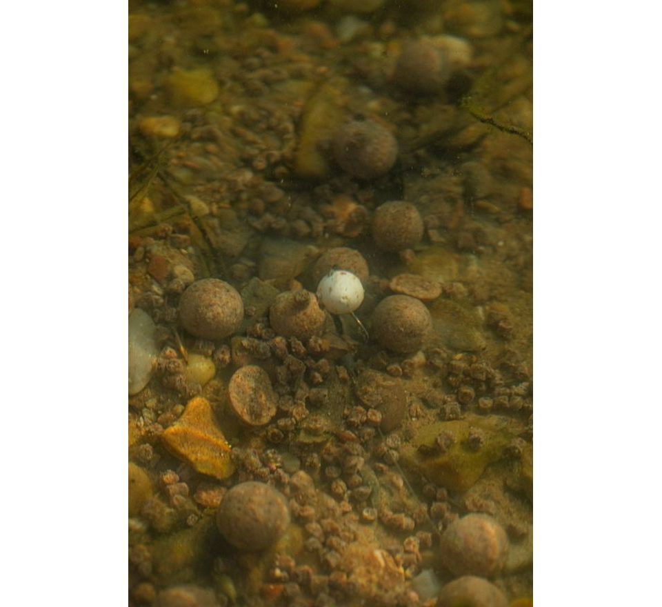 LK Baits Pop-up Boilies Tester Series_01 Pure Signal White 14-20mm 150ml