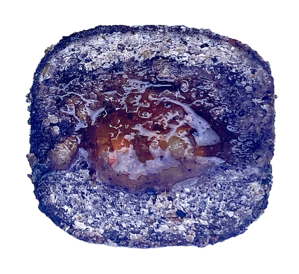 LK Baits Pet Pamlsek Nutrigo Dog Jehněčí se zeleninovou omáčkou