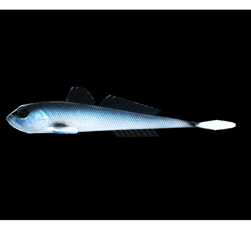 Libra Lures Gumová nástraha Gobio 7,3″ 18,6cm 40g