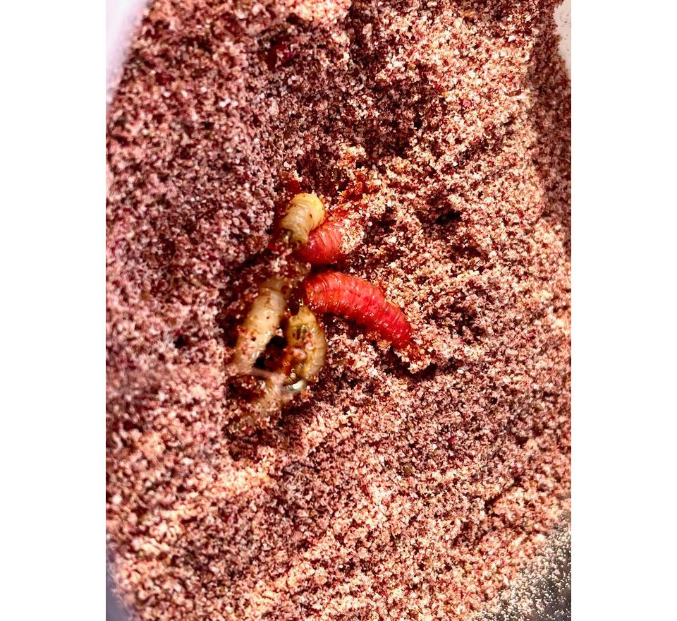 LK Baits Booster Predator Powdered 30g