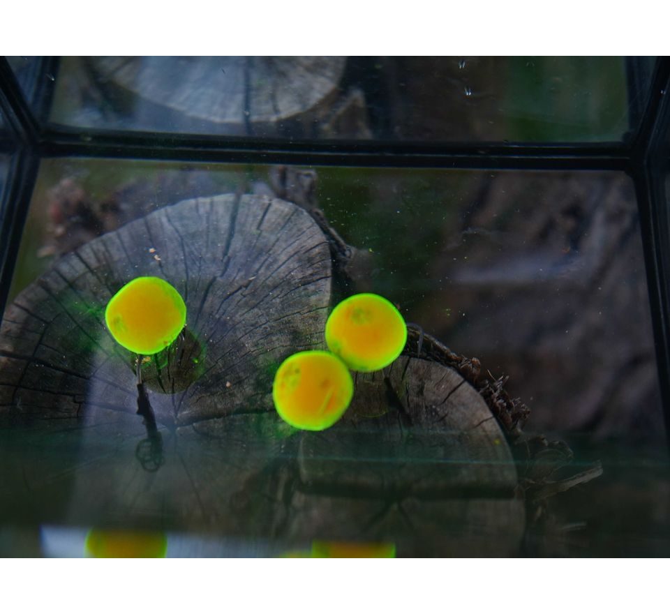 G.B.U. Boilies Mutant Extreme Crab + Mulberry w/Holy Smoke 130g