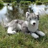 Velký plyšový pes husky ležící 60 cm ECO-FRIENDLY