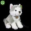 Plyšový pes husky sedící s vodítkem 28 cm