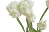 Tulipán papouškovitý 5 ks - bílá se zelenou kresbou