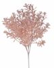 Trs rostlina s drobnými lístky - starorůžová
