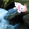 Plyšový axolotl 33 cm