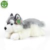 Plyšový pes husky ležící 30 cm