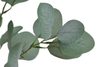Eukalyptus 90 cm - zelená tmavší 90cm