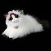 Plyšová kočka ragdoll ležící 35 cm
