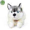 Plyšový pes husky ležící 30 cm