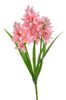 Hyacint - růžová 30 cm