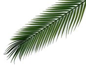 Umělý list palmy