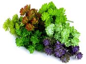 Umělý sukulent k aranžování