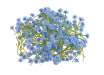 Gypsophila - šater - květy stonek 4 cm - modrá