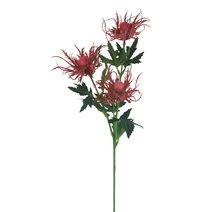 Okrasný bodlák X6842-07 - 67 cm