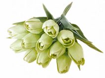 Tulipán s listem 6 ks - světlá zelená