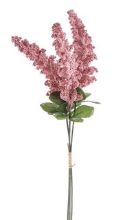 Amaranthus - růžový 3 ks