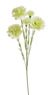 Karafiát trsový 61 cm - zelená