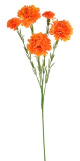 Kytice trsový karafiát 61 cm - oranžová