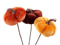 Zápich sametová dýně