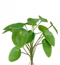 Umělé listy Pilea peperomioides - zelená