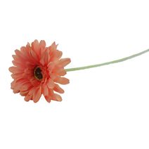 Gerbera meruňková oranžová X5786-33 - dia 10 x 3 / 53 cm