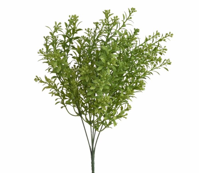 Trs rostlina s drobnými lístky - zelená