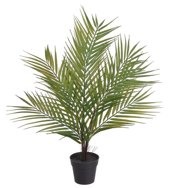 Palma kwai 60 cm