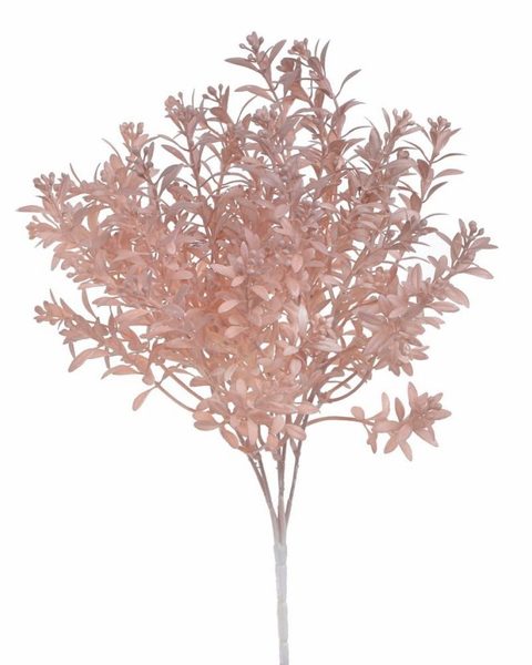 Trs rostlina s drobnými lístky - starorůžová