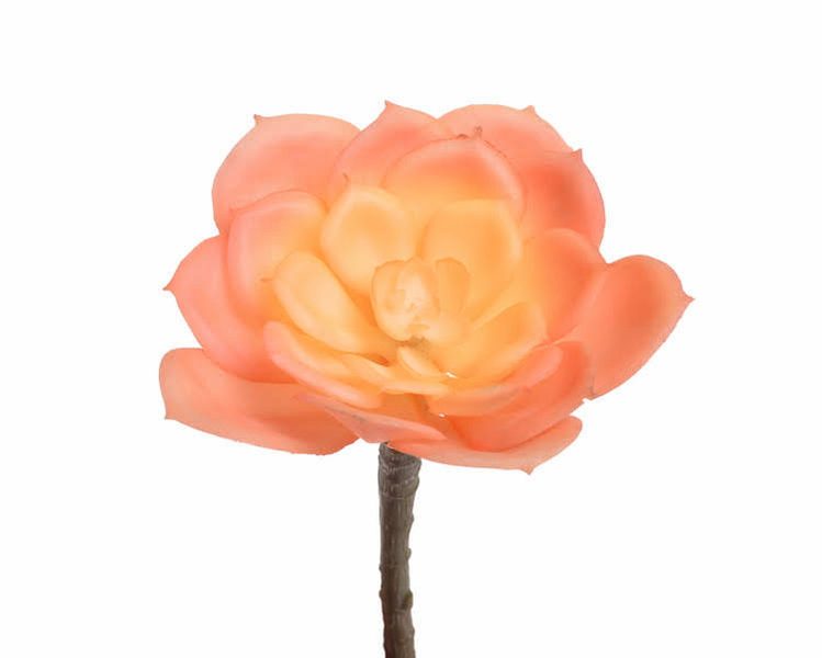 Umělý sukulent 8,5 cm - broskvová