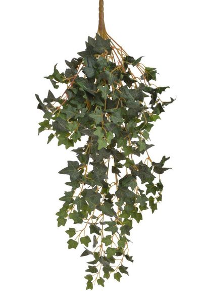 Břečťan - trs 15 větviček