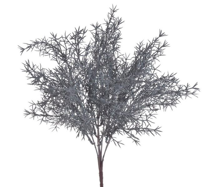 Asparagus trs x7 - šedomodrá 30 cm