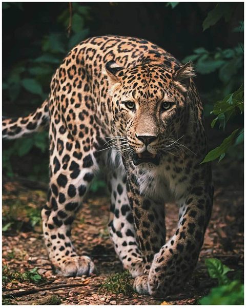 Mikroflanelová dětská deka Leopard green 120x150 cm