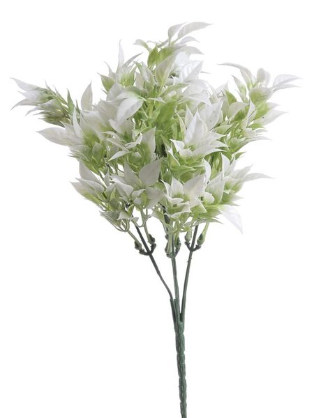 Ruscus zaprášený zelená+ bílá