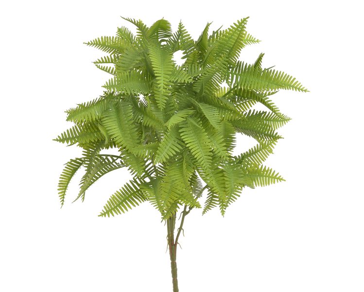 Kapradina trs 40 cm - zelená