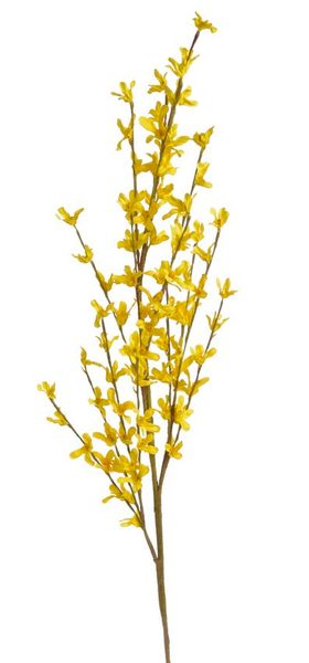 Zlatý déšť 100 cm