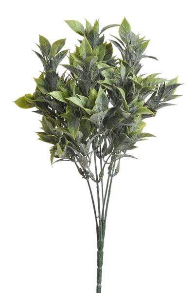 Ruscus zaprášený - zelená