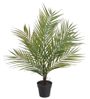 Palma kwai 60 cm