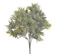 Eryngium listy flok - zelená