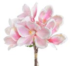 Kytice magnolií - růžová/bílá
