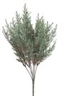 Větvička túje - zelenošedá