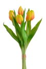 Svazek tulipánů 5 ks - žlutá s oranžovou