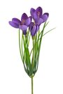 Krokus 30 cm - fialová