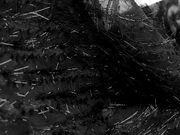 Šifon s ozdobnou nitkou s metalickým efektem METRÁŽ