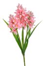 Hyacint - růžová 30 cm
