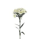 Hvozdík X6858-26 - 55 cm