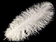Pštrosí peří délka 60 cm — 21 krémová světlá